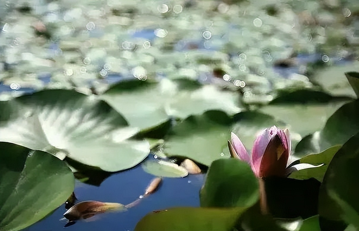 莼菜诗句,莼鲈诗词