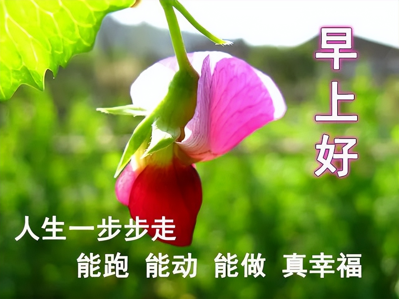 精美早上好动态表情包图片大全,最新早上好表情包动态图片大全