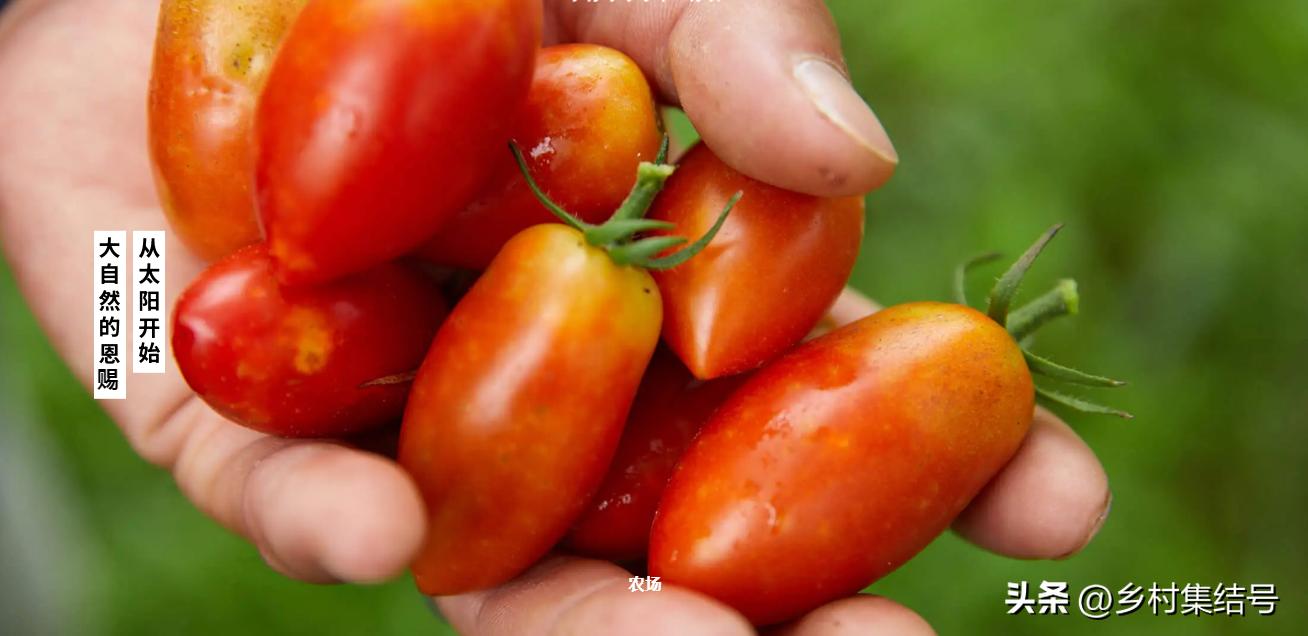 日本农业大县探寻乡村振兴新路,日本家庭农场农业模式