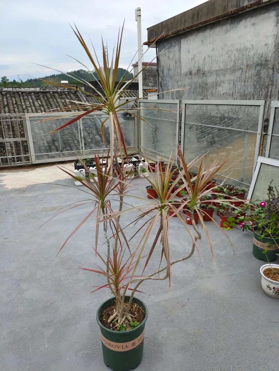 千年木树顶发黄怎么办,千年木叶子变软耷拉