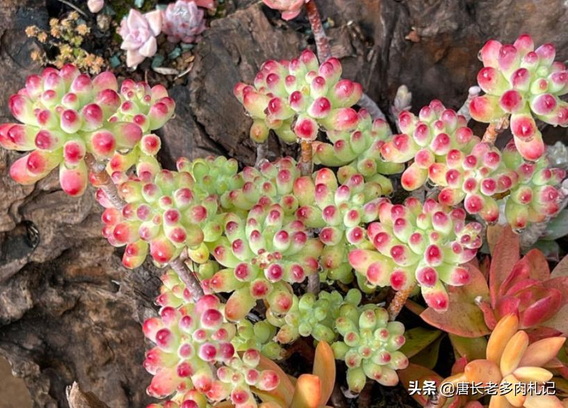 多肉耐涝,多肉耐冻什么程度