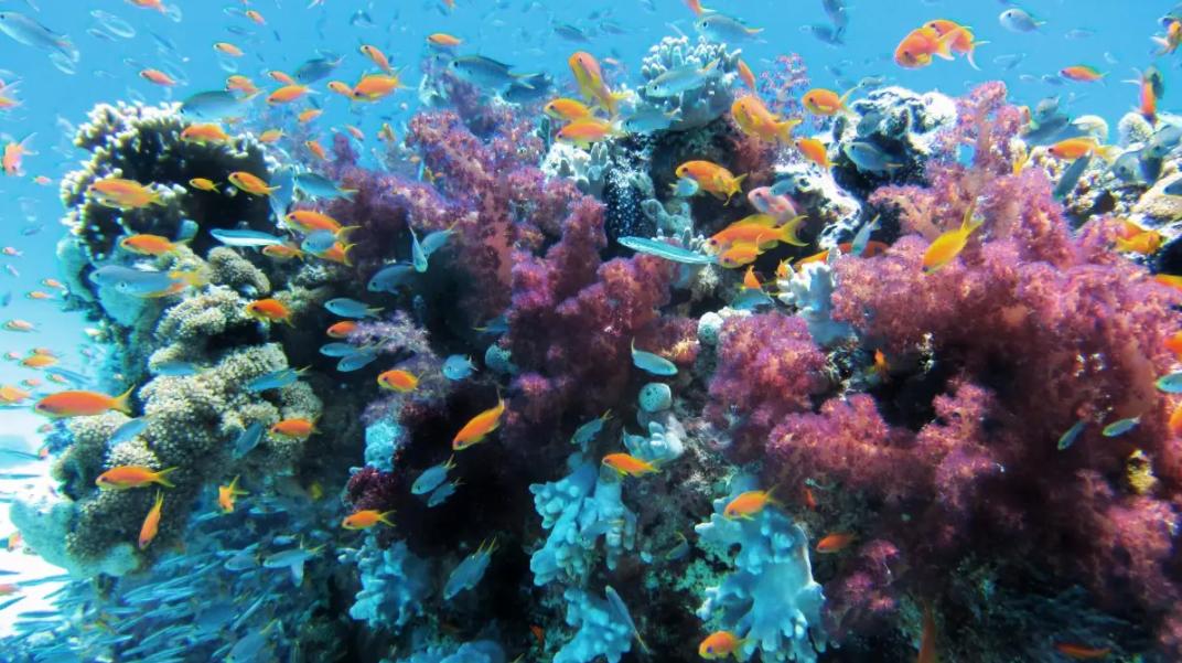 深海发现生物人类重新思考,科普深海8000米的神秘生物