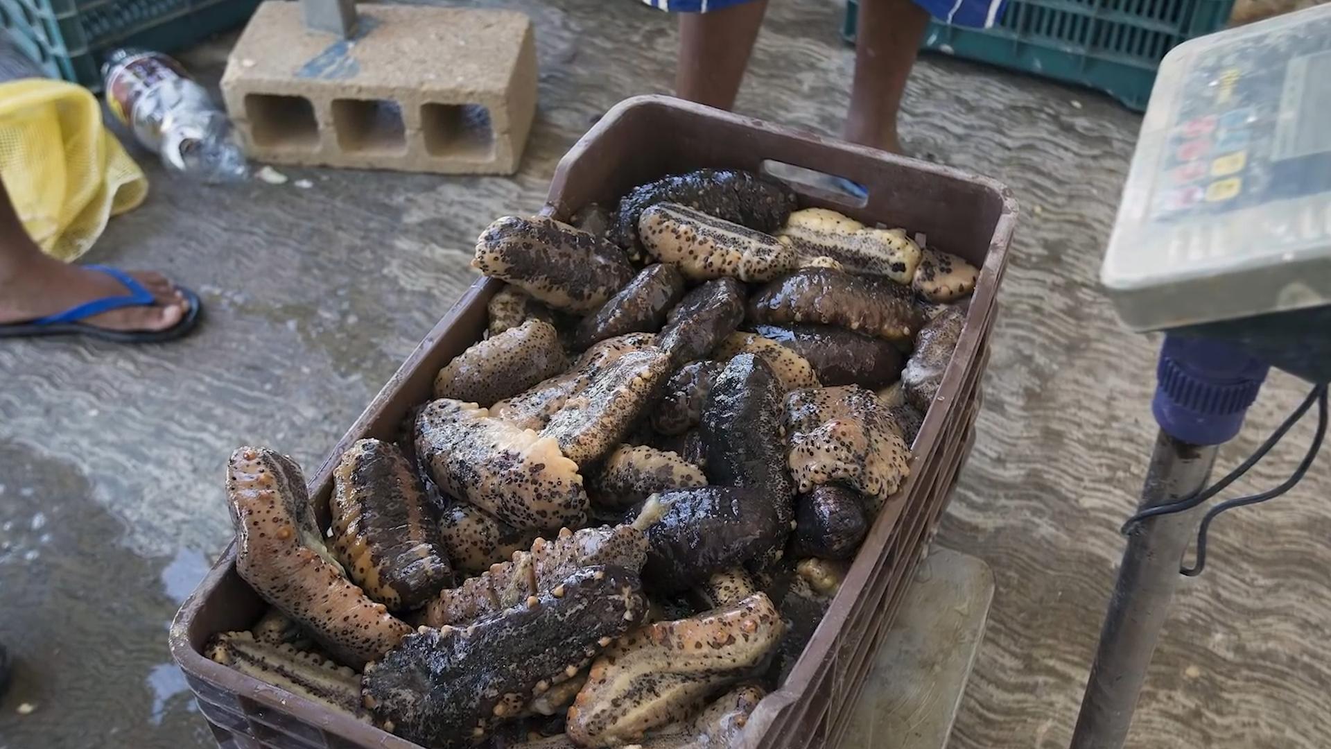 顶级海参多少一头,中国的足球队吃哪家的海参