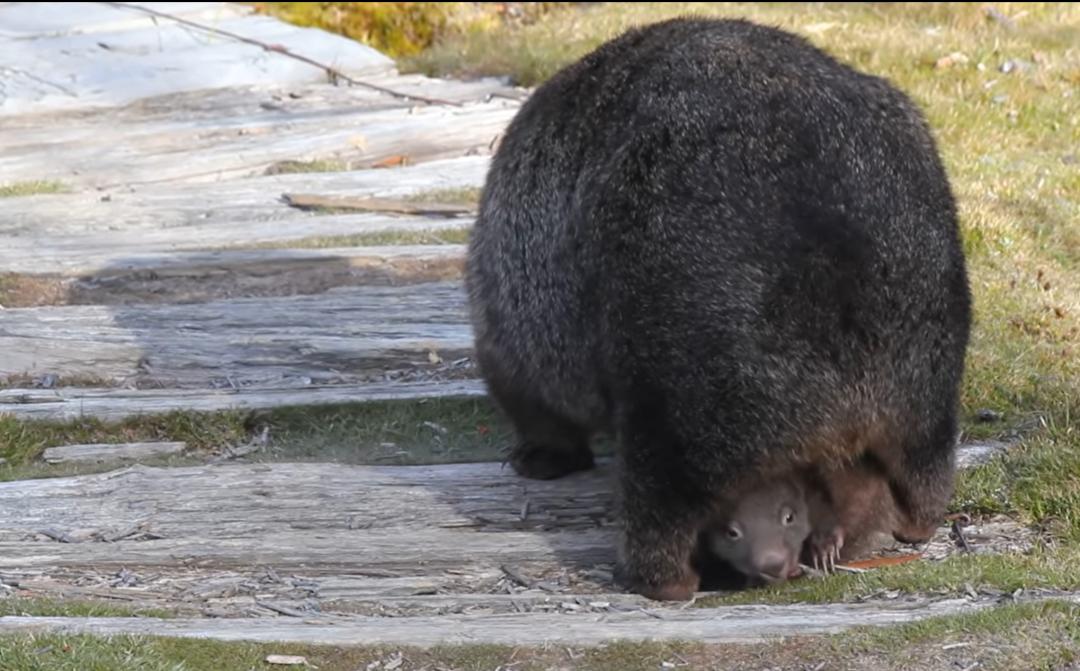 吃喝拉撒都在狗笼里,袋鼠拉屎在育儿袋里吗