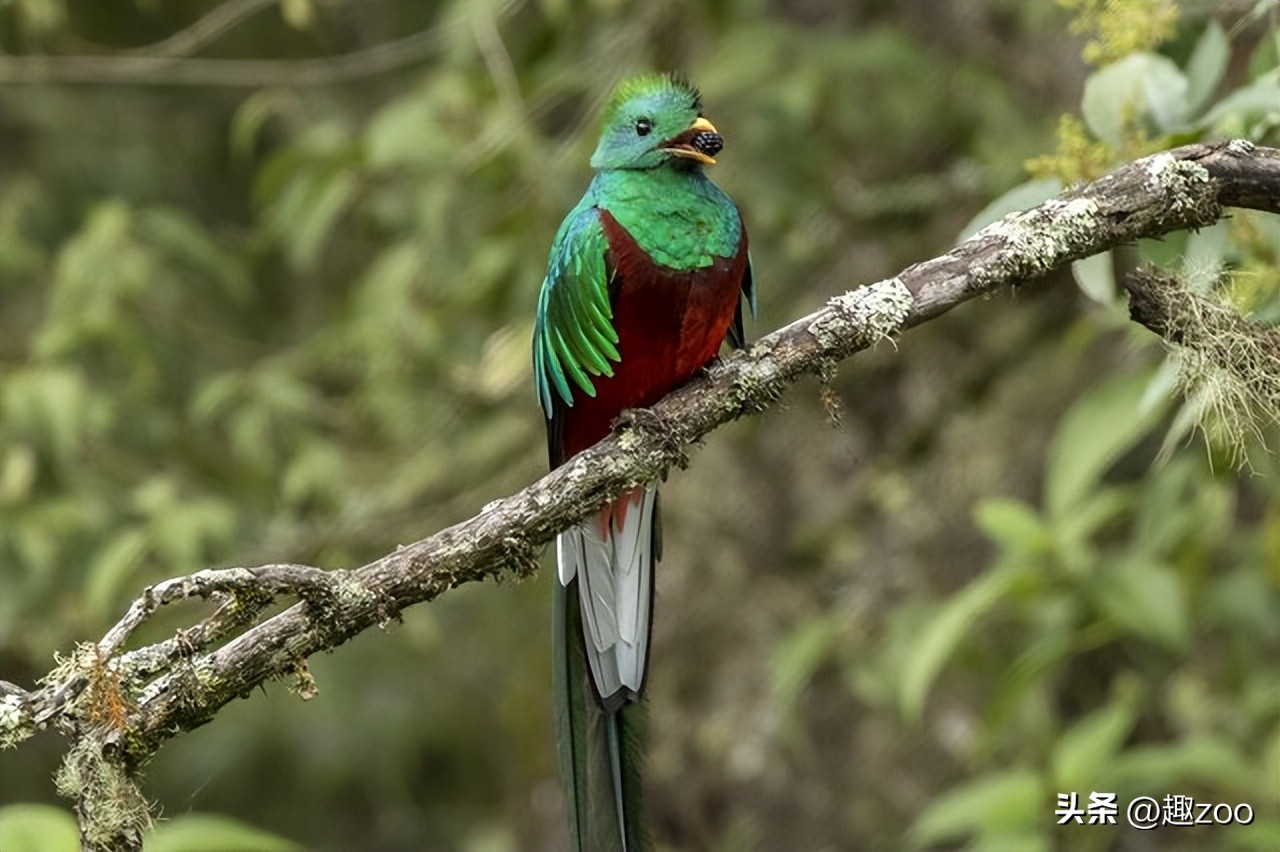 世界最珍稀七种鸟类,羽毛绿色的是什么鸟