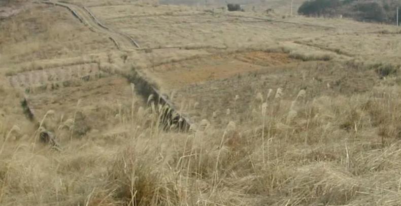 2006年日本企业投资15亿，租下山东1500亩良田，闲置5年杂草丛生