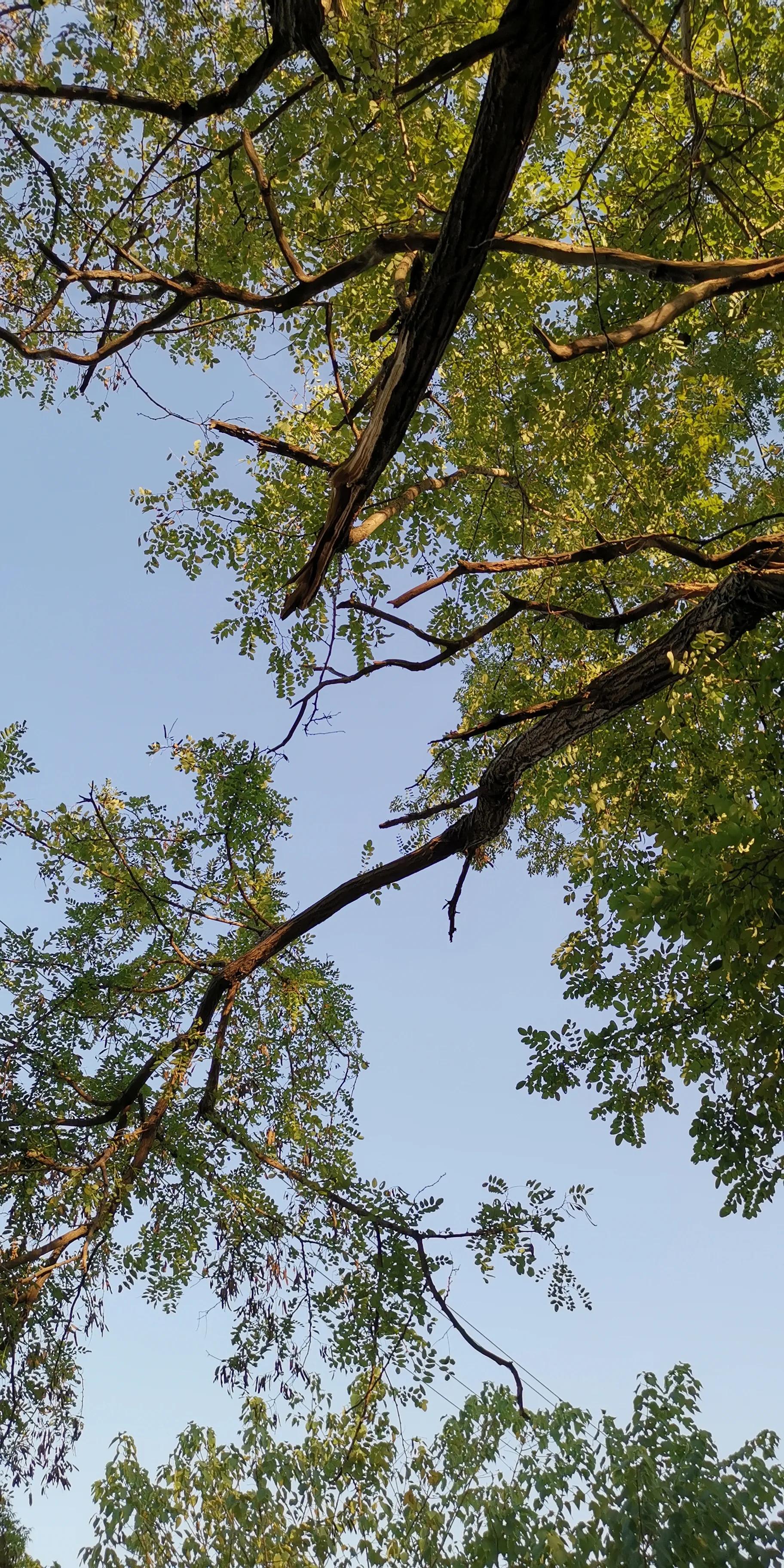 越南传说中的巨大蟒蛇现身,超级巨蟒传说