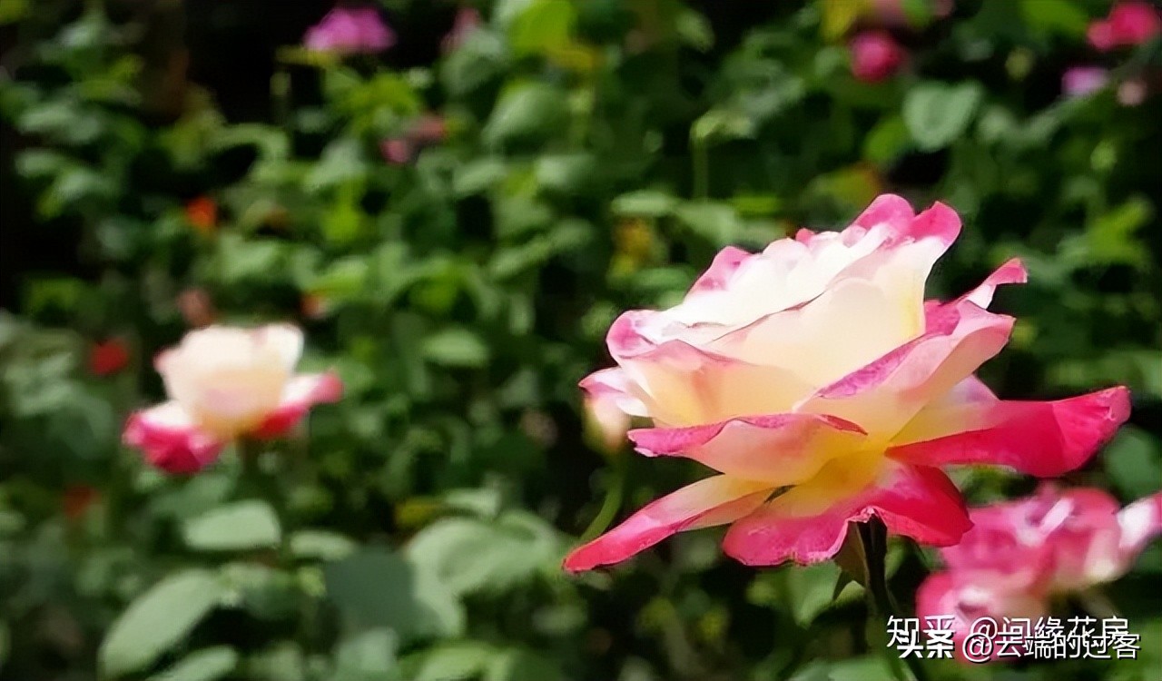 1到99朵玫瑰的含义图片,1到99朵玫瑰花语是什么