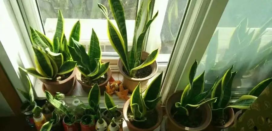 什么花吸甲醛效果最好而且无毒,什么花吸甲醛高档