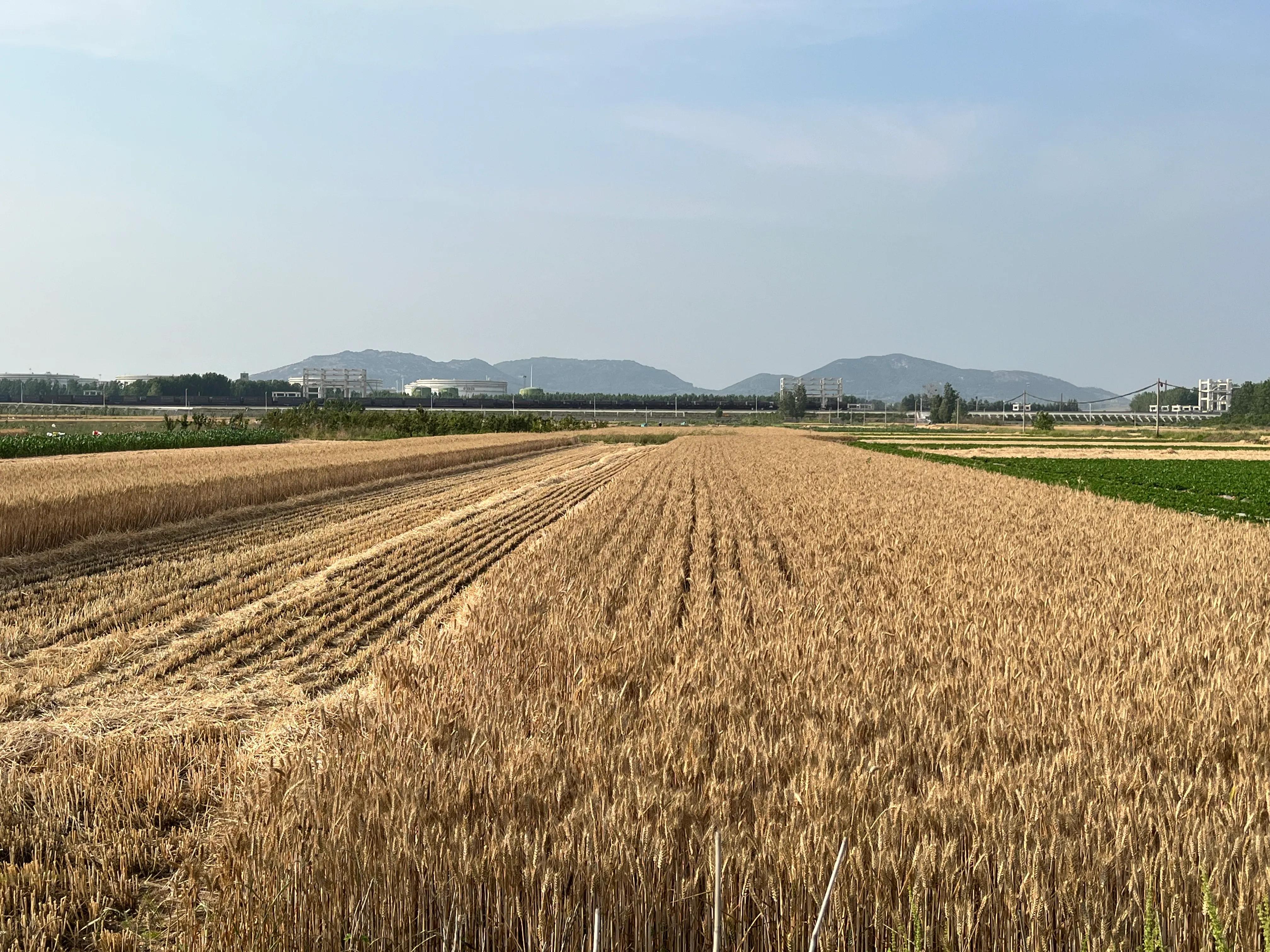 麦收时节笛子独奏,麦收1-36集完整版