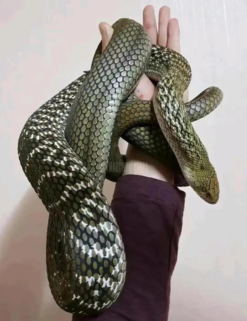 大王蛇属于小型蛇还是大型蛇,大王蛇为什么各种蛇都怕