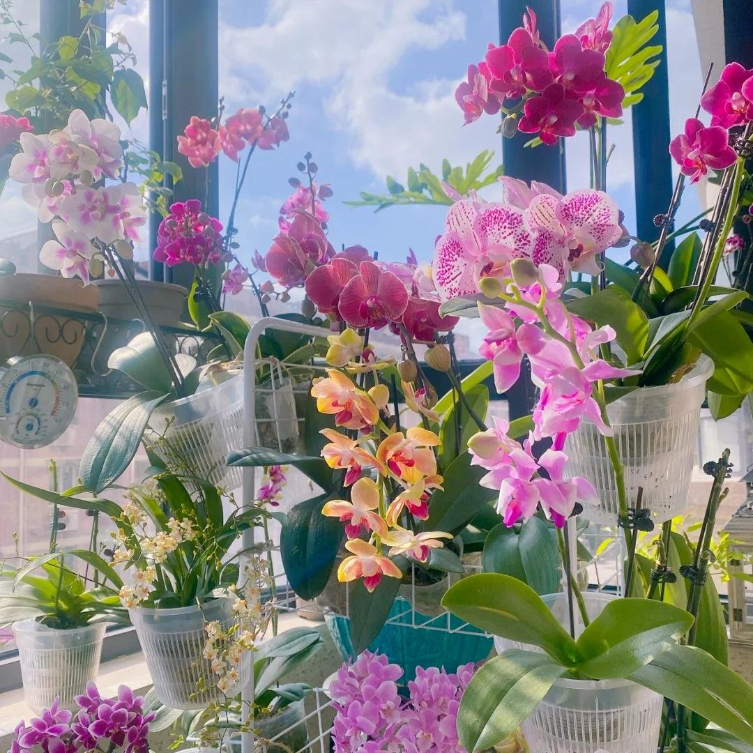 越养越吉利的三种花有哪些,家里养的吉利花有哪些