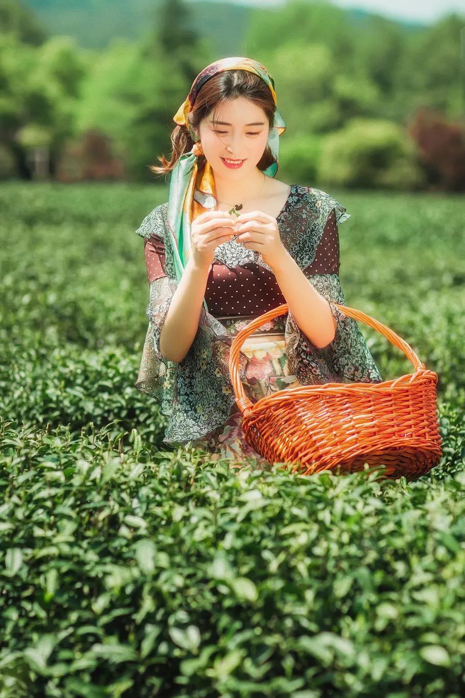 青城春茶：究竟是从什么时候开始朝贡的？