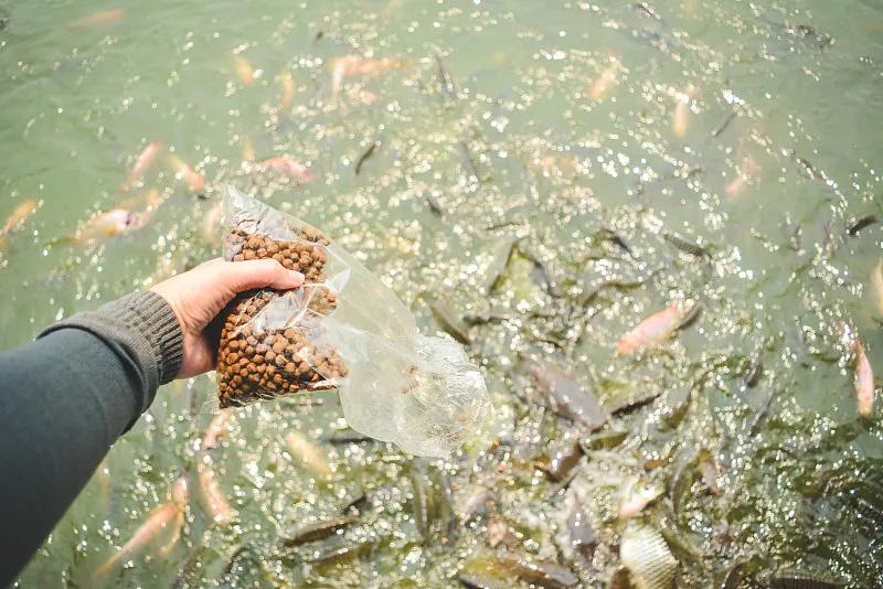 最好养的观赏鱼冷水鱼有哪些中型,冷水鱼有哪些观赏鱼比较好看