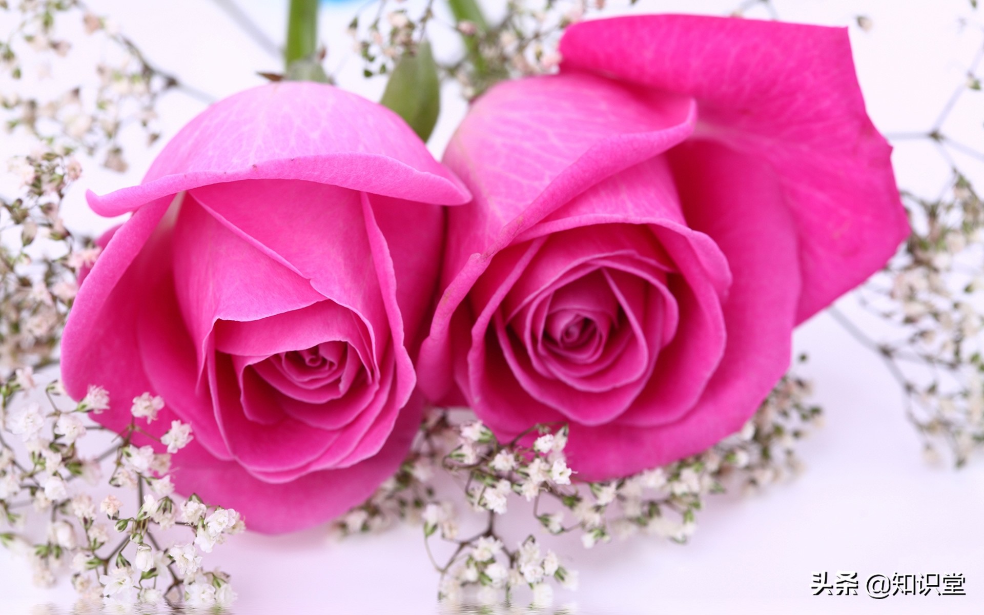 情人节表白最浪漫的话短句54条,情人节情话最浪漫最感人的100句