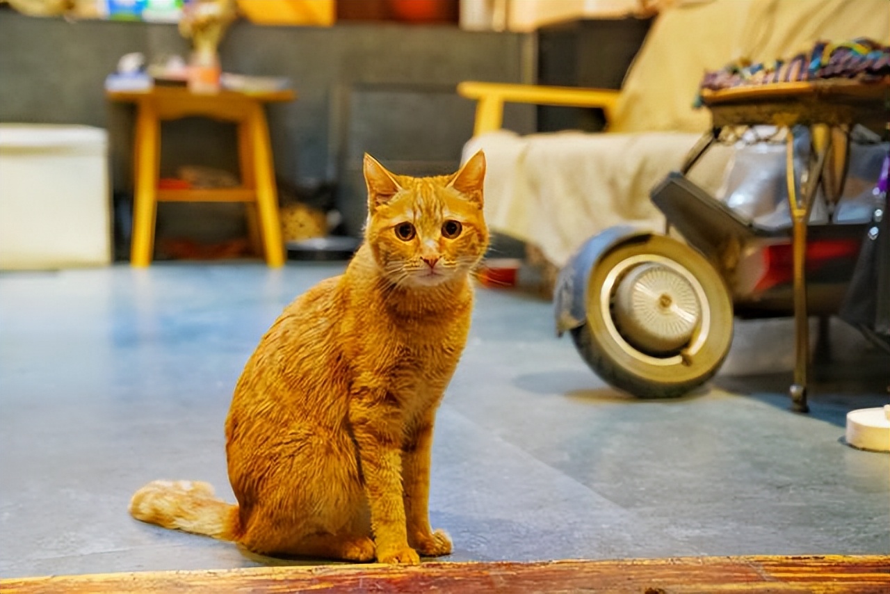 丽江古城为什么被称为高原姑苏,云南千年临安古城