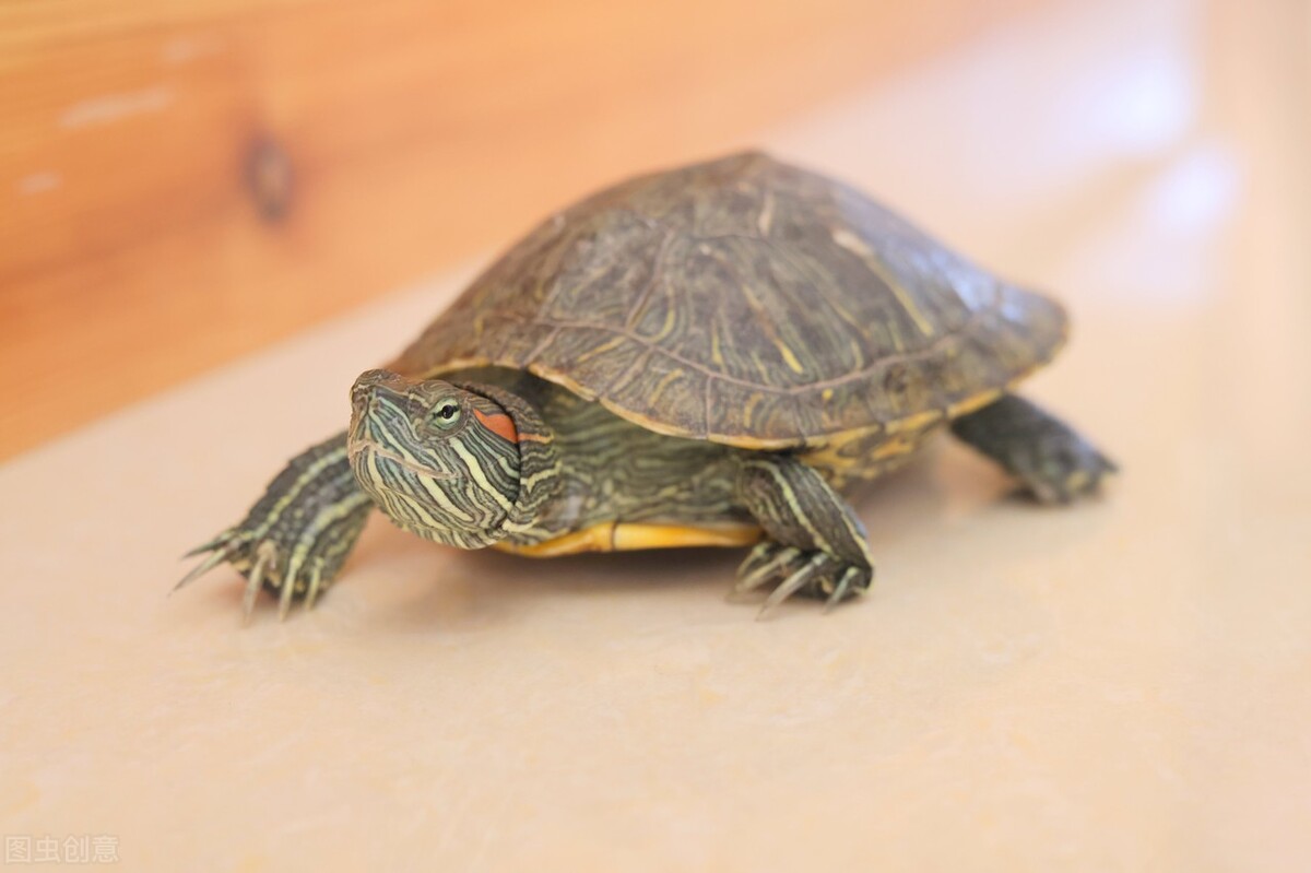 冬天小巴西龟怎么过冬,冬眠小巴西龟软壳怎么办