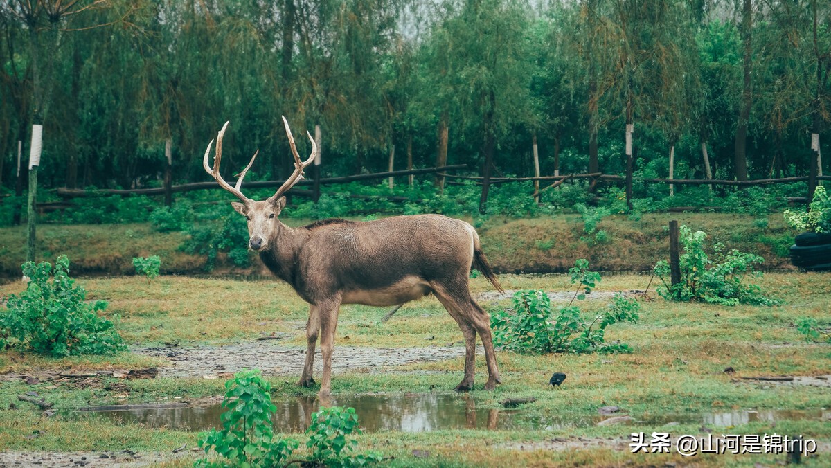 江苏5a旅游景点推荐大全,江苏5a景区适合秋天去的景点
