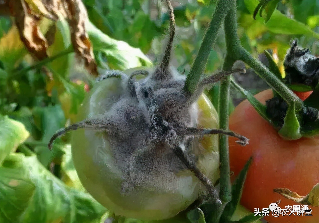 西红柿灰霉病的防治方法,西红柿灰霉病可以用烟熏剂吗