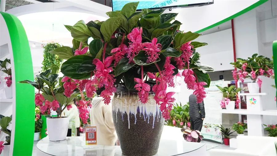 镇店之宝被抢购，“亚洲最美花展”上盆栽“吸睛”又“吸金”