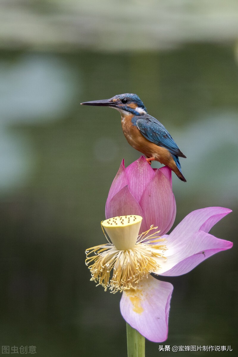 出淤泥而不染濯清涟而不妖深意,出淤泥而不染濯清涟而不妖相似词