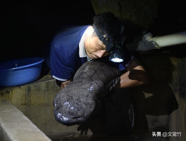 张家界甲鱼价钱表,张家界甲鱼