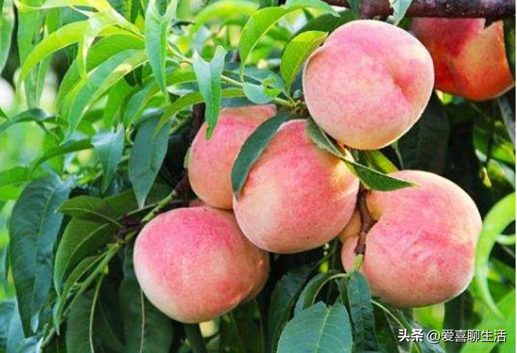 夏至将至，有钱没钱，记得吃“夏至5宝”，应季而食，平安入伏！