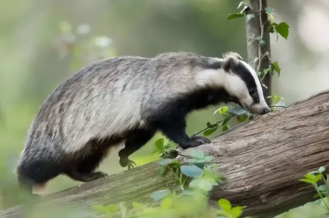 中国的“平头哥”,獾八狗子,进课本,危害农作物,现农民气无奈