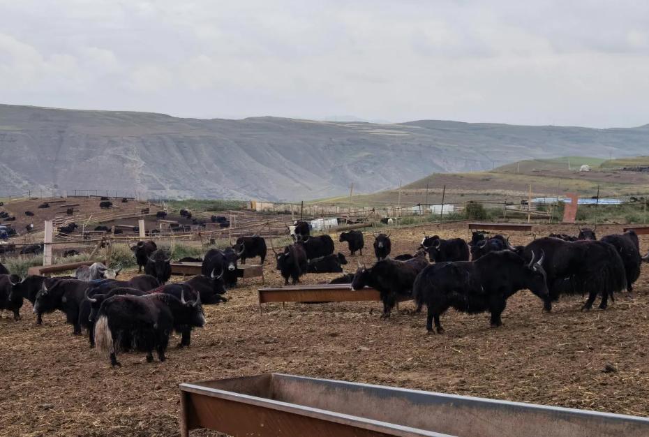 正宗的风干牦牛肉是什么样子,几十块一斤的风干牦牛肉