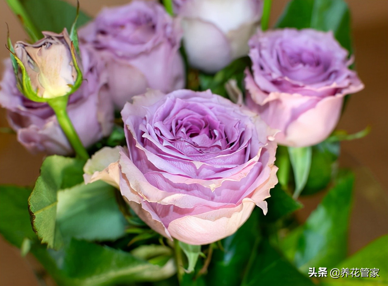 哪种紫色的月季最好看,蓝紫色的月季有哪些