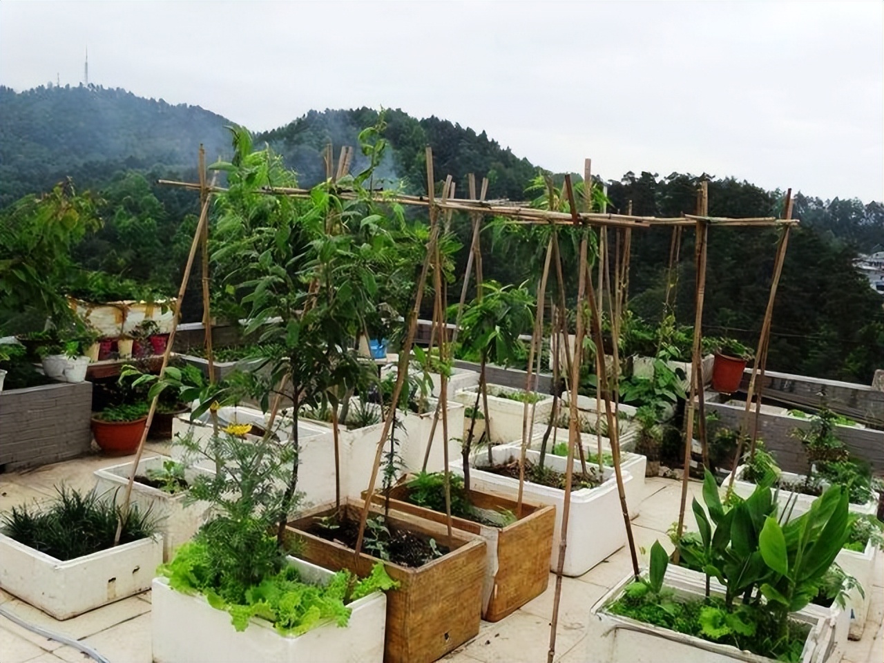 楼顶露台养花夏季怎么养,顶楼露台养花最佳方案