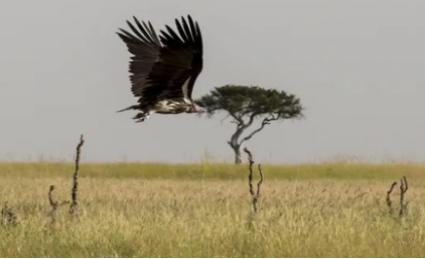 辽宁男子救助秃鹫,沈阳救助秃鹫