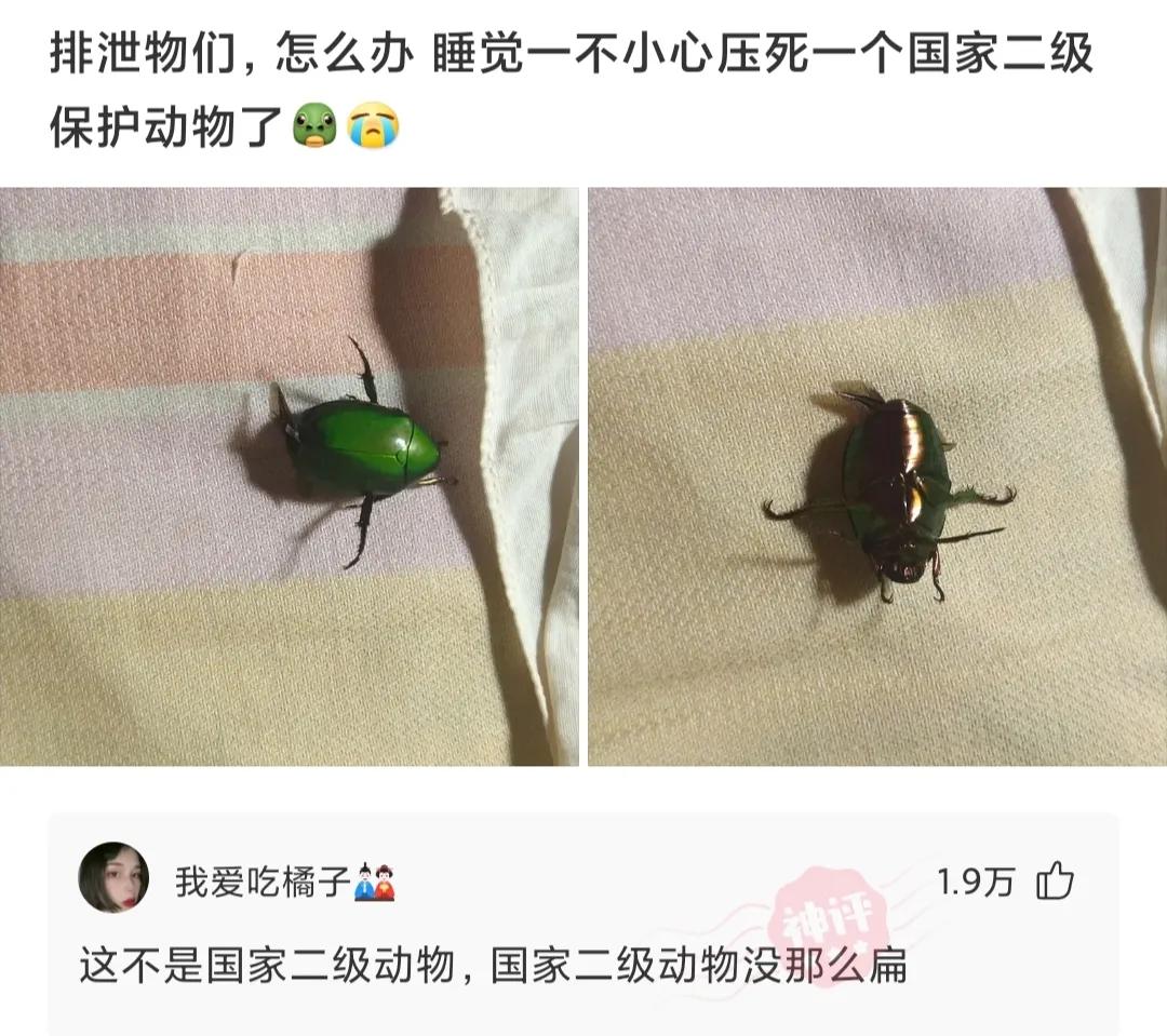 别人叫你拼多多砍一刀搞笑回复,发拼多多的人神回复