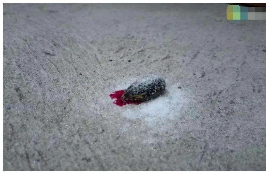 蚂蟥最怕的是食盐能瞬间将它榨干,蚂蟥吸血后会死吗