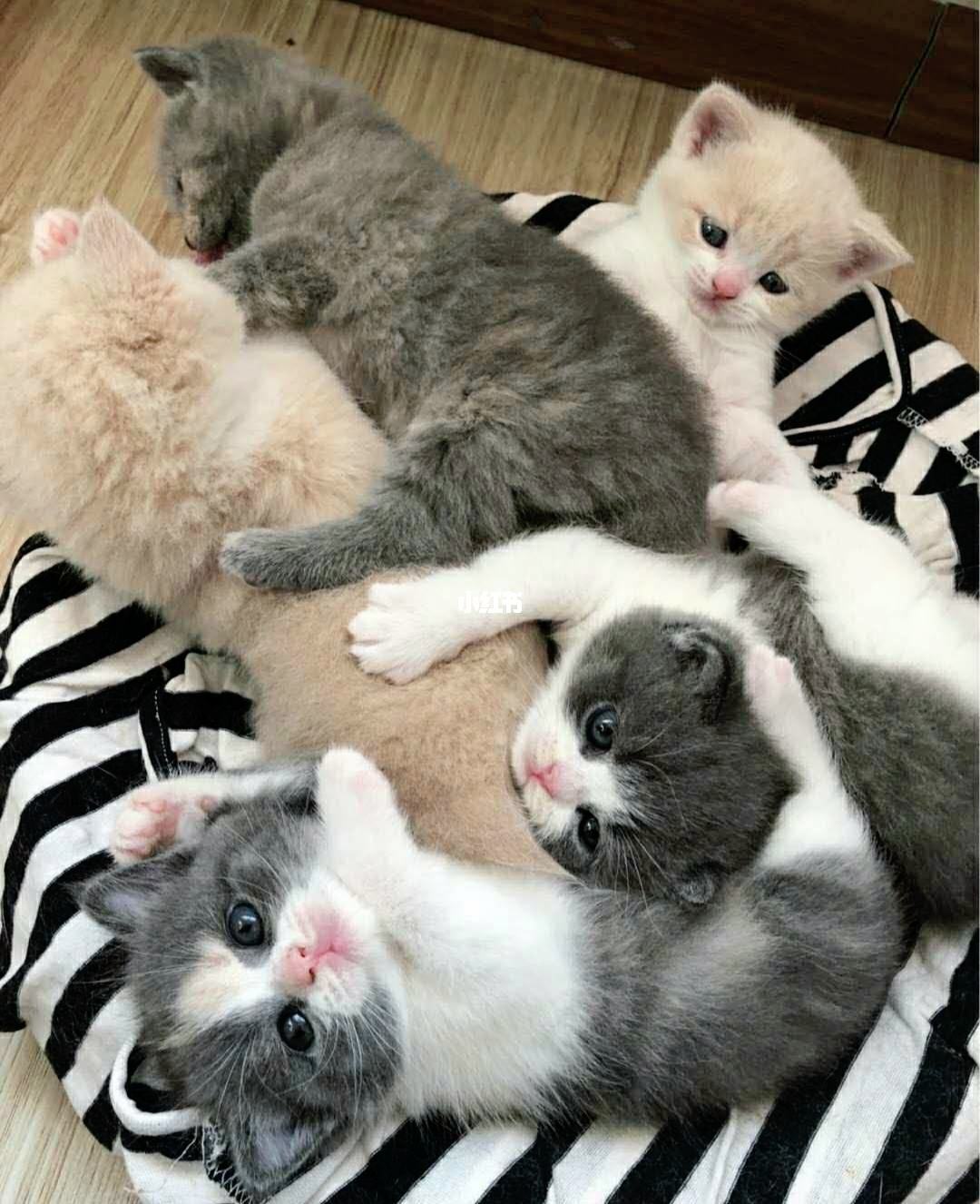 买猫要注意哪几个细节,买猫一般注意哪些问题