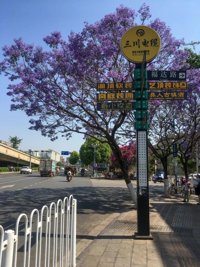 昆明蓝花楹最佳观赏期,颜值爆表昆明十大蓝花楹打卡指南