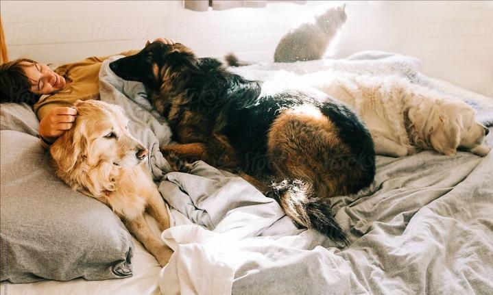 狗狗为什么爱睡床睡沙发,狗狗喜欢睡枕头上是什么原因