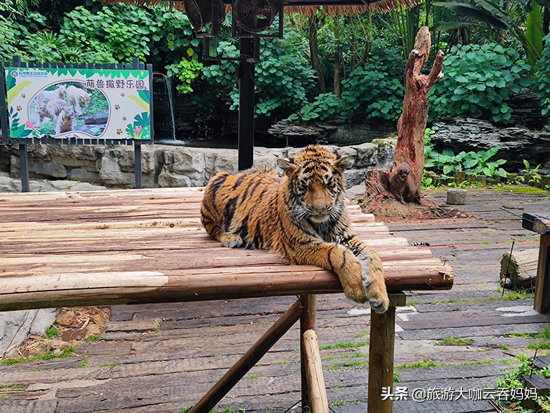 长隆动物园白老虎,长隆野生动物园白老虎表演