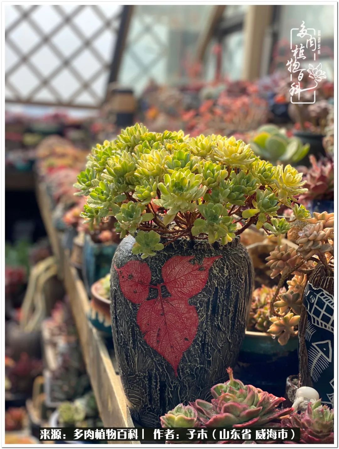 法师多肉成长史,法师多肉新手教程