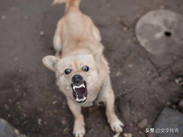 相隔8年与丢失的爱犬重逢完整版,爱犬丢失一年多找回最佳方法