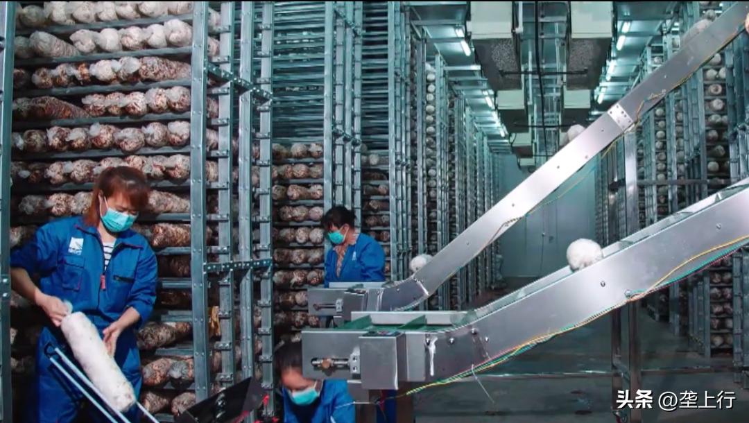 湖北香菇何以飘香天下？明天上午10点为你揭秘