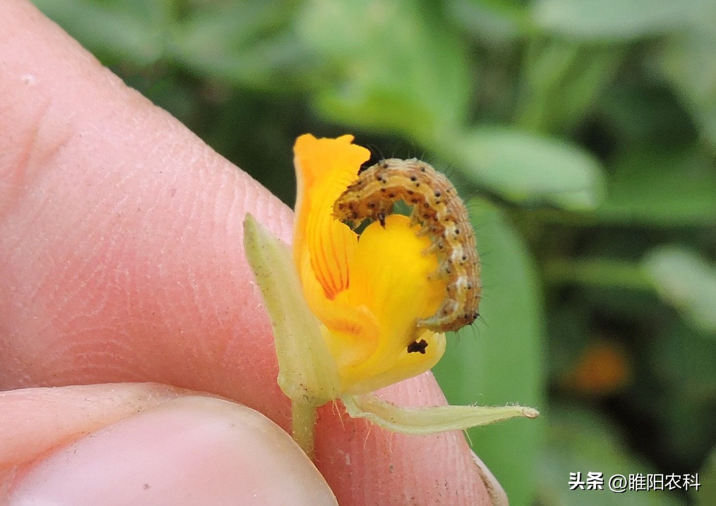甲维盐和哪些杀菌药配,甲维盐杀虫几天看到效果