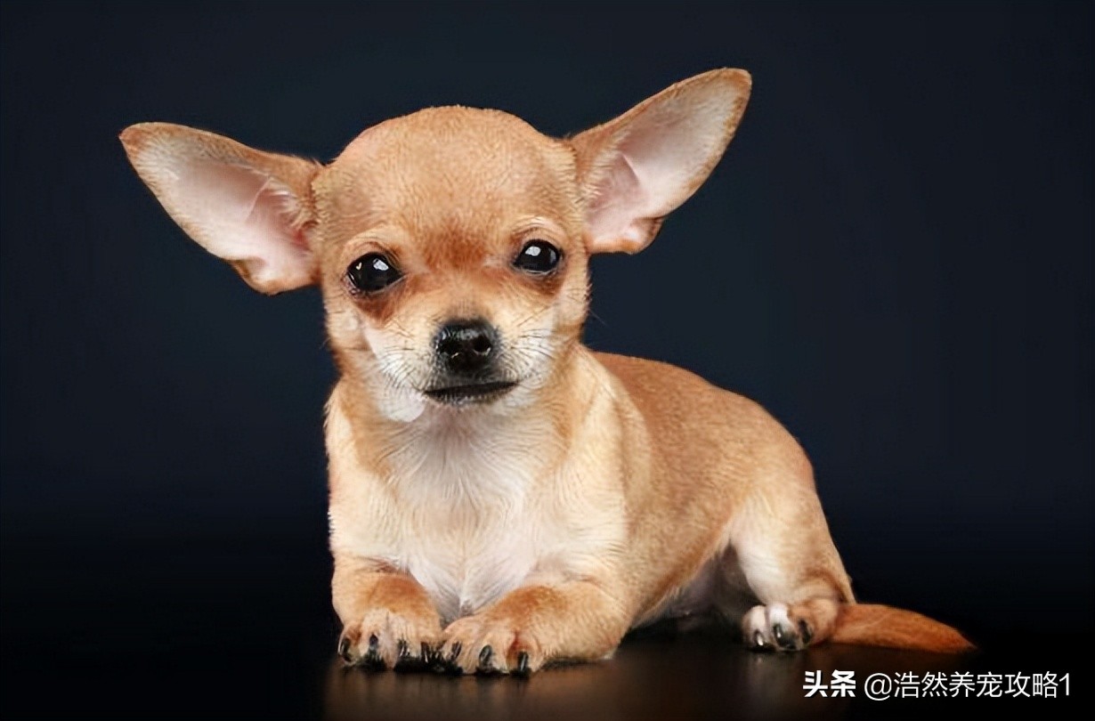 吉娃娃为什么怕摔倒,吉娃娃跳起来骨折