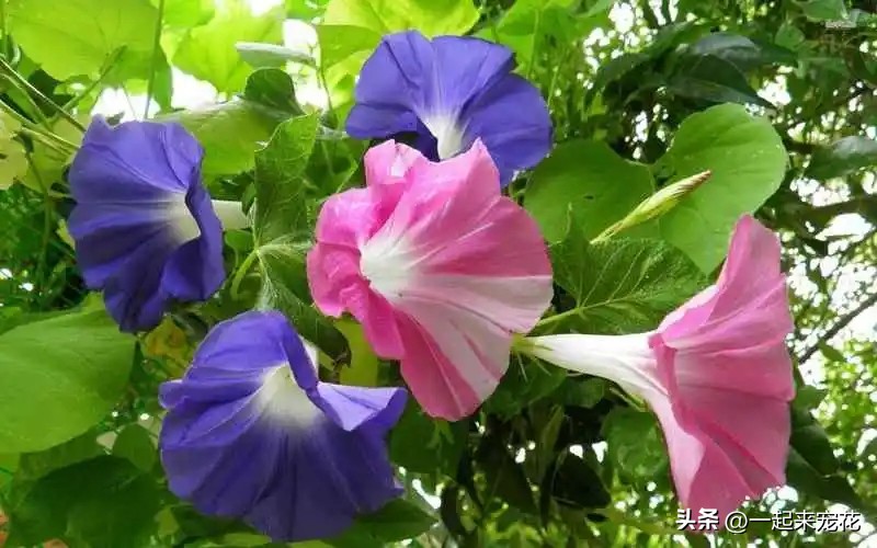 四季最好养的10种花,夏天室外小花园适合种什么花