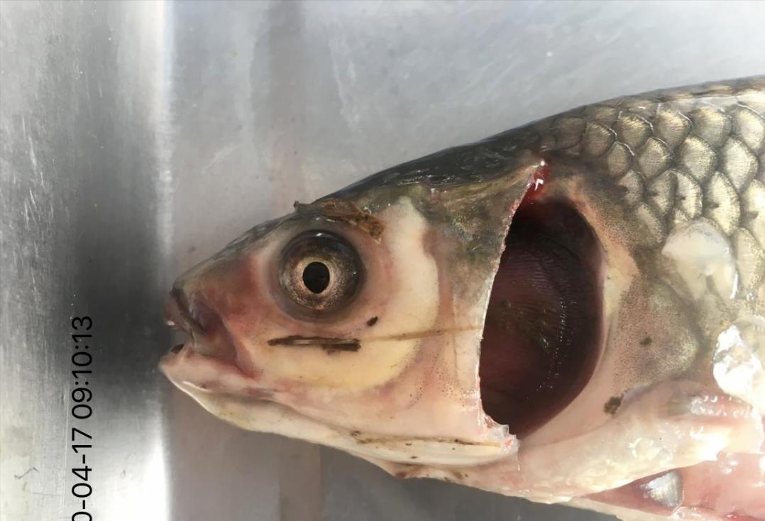 鱼体红肿怎么治疗,鱼体外伤溃烂用什么药