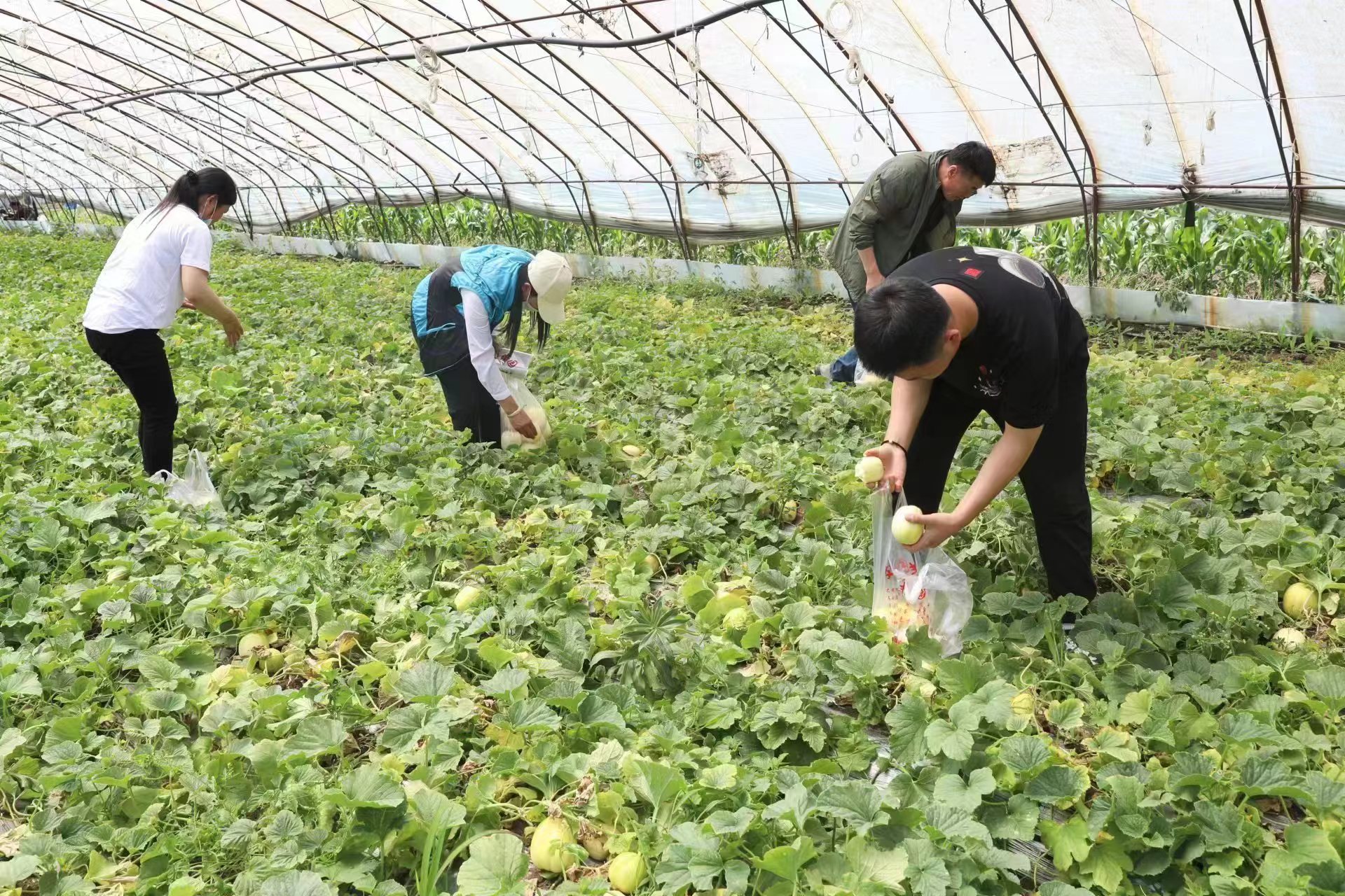 布海香瓜,布海香瓜采摘