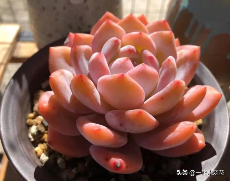 皮实好养的仙气多肉,六种仙气好养的多肉