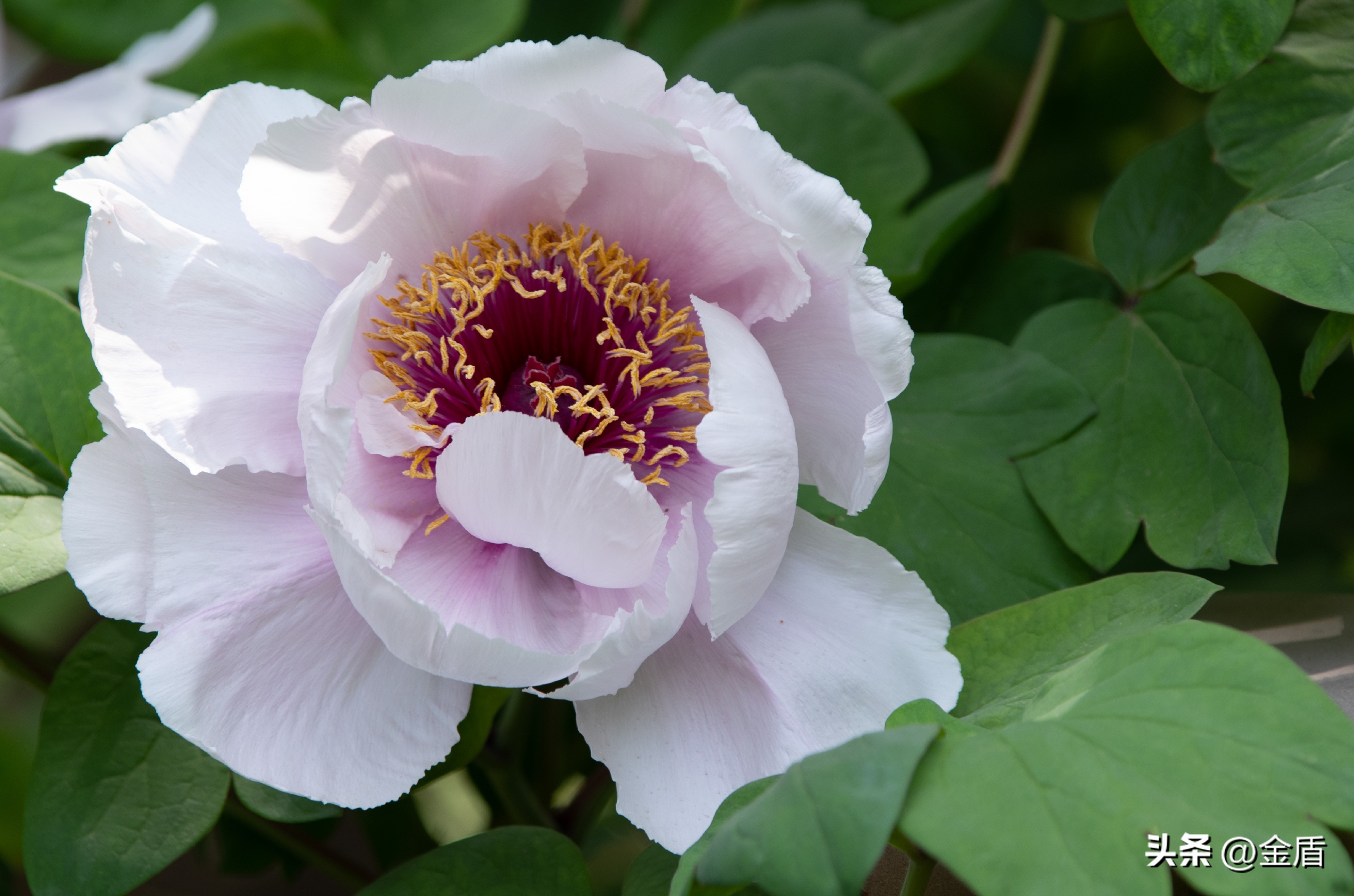 牡丹放在人面前人们会说雍容华贵,雍容华贵的国之牡丹惊艳了世界