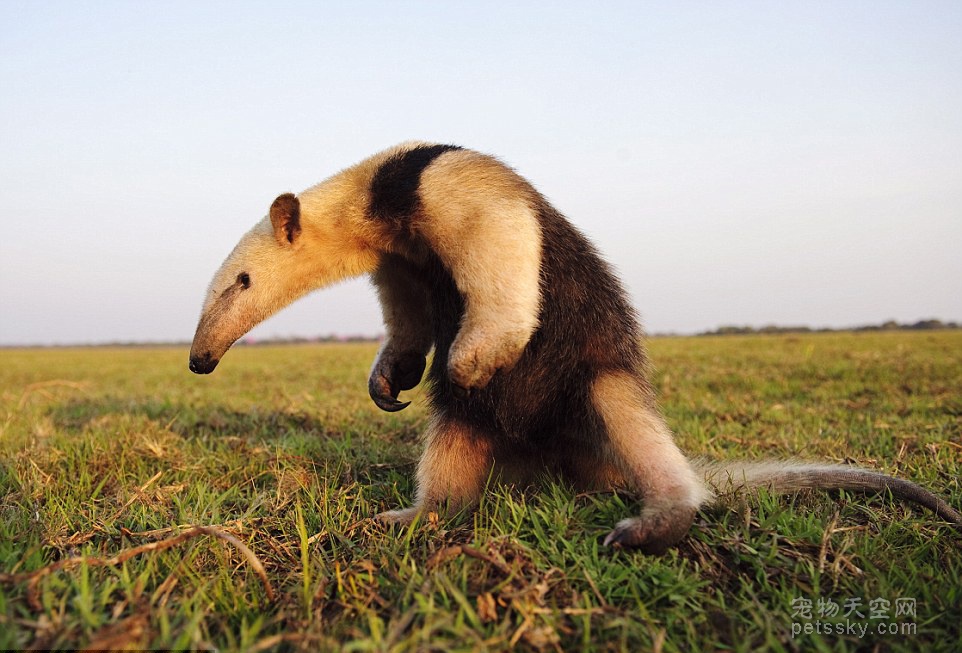 世界上最快的动物排行榜：阿猫阿狗都敌不过它们！