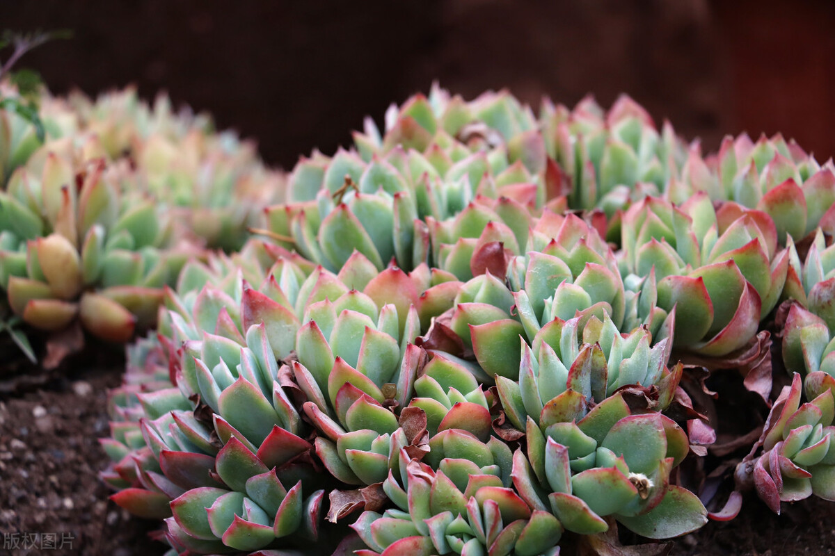 十大最适合懒人养的绿植,什么绿植适应懒人盆养殖